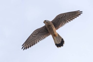 Kerkenez (Falco tinnunculus). Kerkenez uçuş