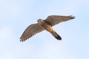 Kerkenez (Falco tinnunculus). Kerkenez uçuş