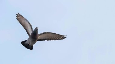 Mavi gökyüzü kadar yakın uçan güvercin 