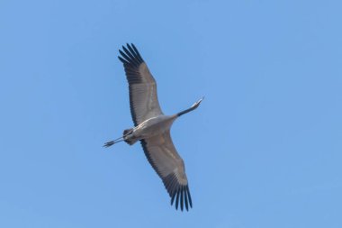 Bayağı turna uçuş mavi gökyüzü (Grus grus) geçiş 