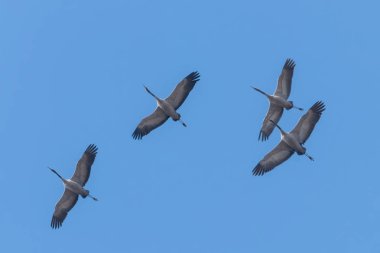 Bayağı turna uçuş mavi gökyüzü (Grus grus) geçiş 