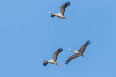 Uçuş mavi gökyüzü, (Grus grus) geçiş ortak Vinçler 