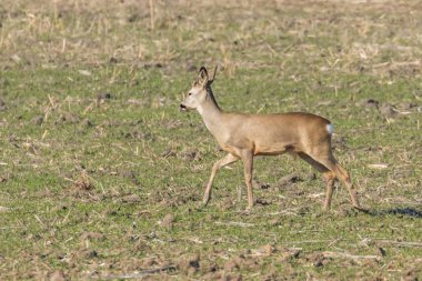 İlkbahar zamanı, bir tarlada vahşi bir yumurta geyiği