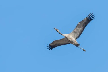Bayağı turna uçuş mavi gökyüzü (Grus grus) geçiş 