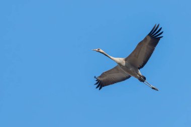 Bayağı turna uçuş mavi gökyüzü (Grus grus) geçiş 