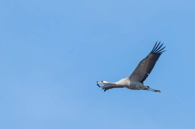 Bayağı turna uçuş mavi gökyüzü (Grus grus) geçiş 