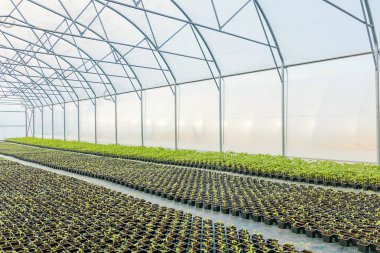 Serada büyüyen genç bitkiler