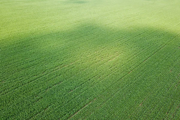 Luftaufnahme eines grünen Maisfeldes. Maisantenne. — Stockfoto