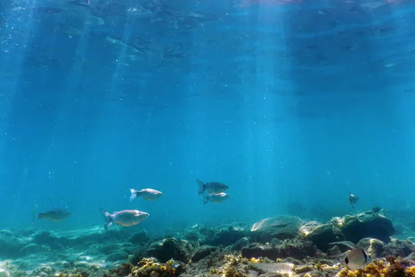 Underwater Scene Sunlight, fish and water surface. Underwater Li