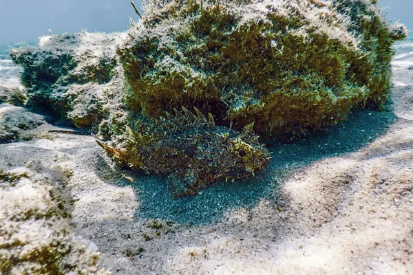 İskorpit sualtı sualtı hayatı. Küçük kırmızı scorpionfish — Stok fotoğraf