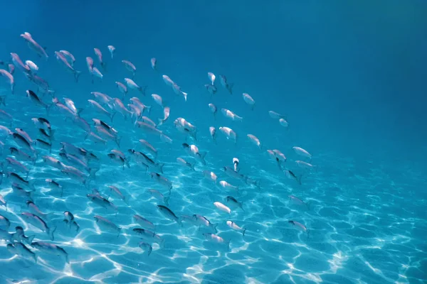 Fish School Onderwater. Vissen onderwater achtergrond. — Stockfoto