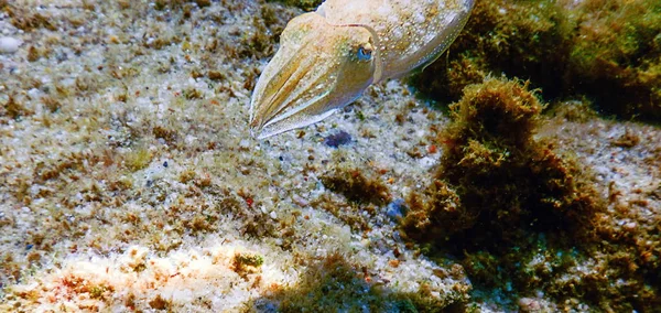 Camuflaje de sepia. sepia nadando bajo el agua —  Fotos de Stock