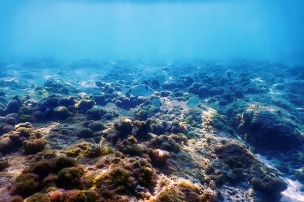 Cena subaquática Luz solar, peixes Vida subaquática. — Fotografia de Stock