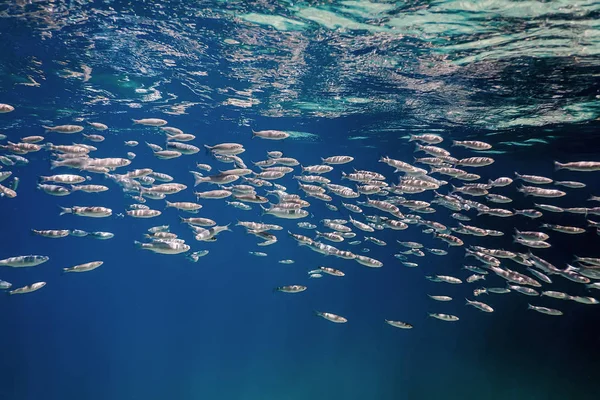 Fish School Onderwater. Vissen onderwater achtergrond. — Stockfoto