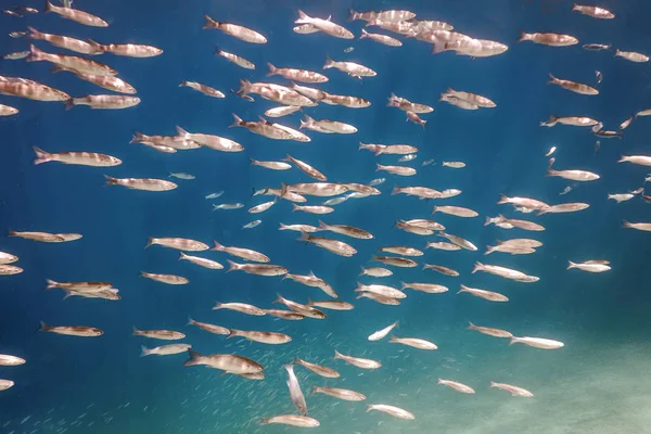Fish School Underwater. Fishes underwater background. — Stock Photo, Image