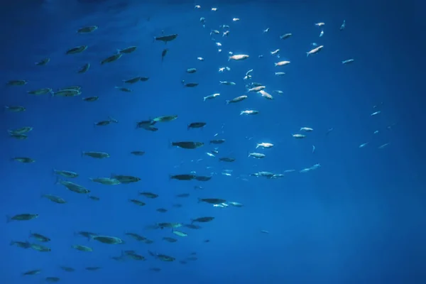 Escola de peixes subaquática. Peixes fundo subaquático. — Fotografia de Stock