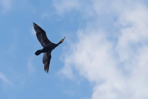 Cormorano in volo contro un cielo azzurro vivo — Foto Stock