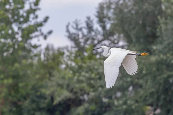 Micul Egret în zbor — Fotografie, imagine de stoc