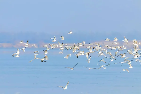 Літаючі чайки, зграя чайок у польоті — стокове фото