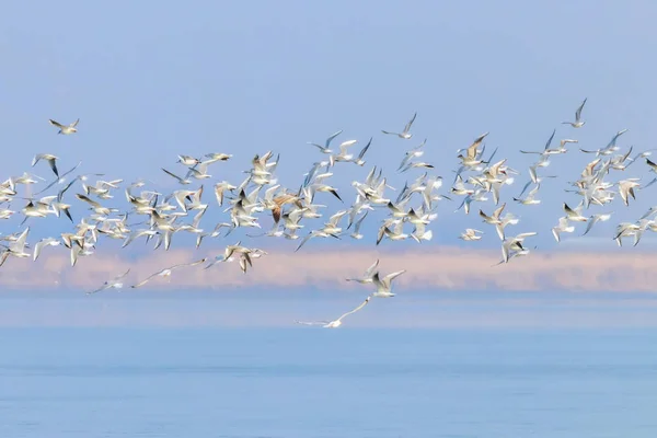 Літаючі чайки, зграя чайок у польоті — стокове фото