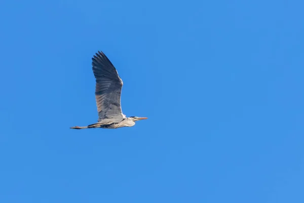 Garça cinzenta em voo (Ardea cinerea) céu azul — Fotografia de Stock