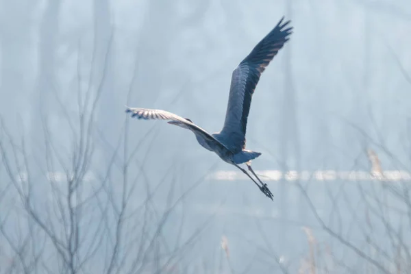 Héron gris en vol (Ardea cinerea) brume matinale — Photo