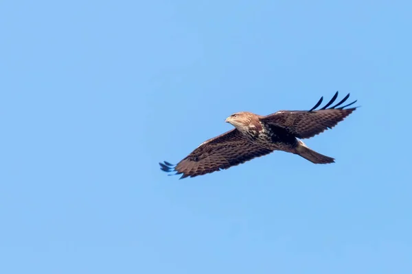 Ormvråk (Buteo buteo) i flykten, bakifrån — Stockfoto