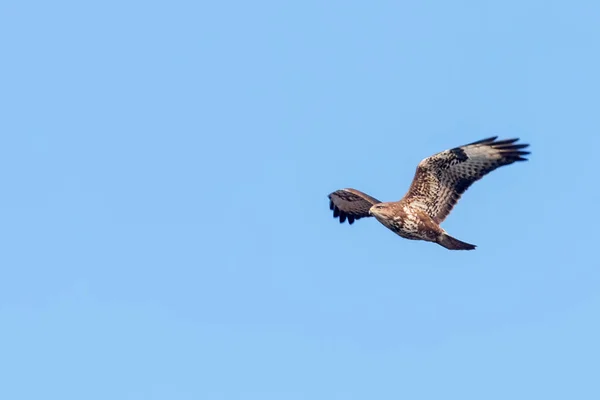 Buitre común (Buteo buteo) en vuelo, vista trasera —  Fotos de Stock