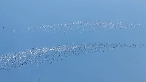 Vliegende meeuwen, kudde van meeuwen tijdens de vlucht — Stockfoto