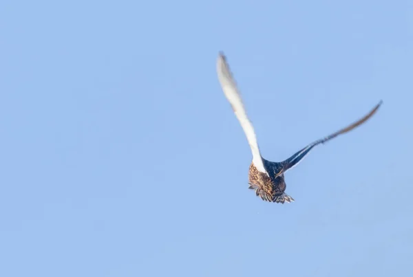 Крижня в польоті, сезон полювання качка — стокове фото