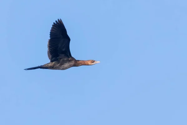 Cormorano pigmeo in volo (Microcarbo pygmaeus ) — Foto Stock