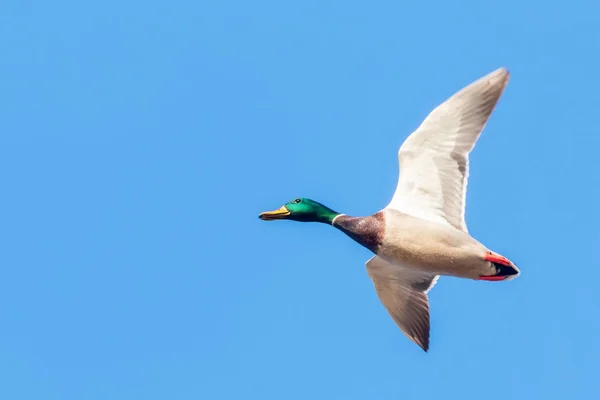 Pato Mallard em voo, época de caça de patos — Fotografia de Stock