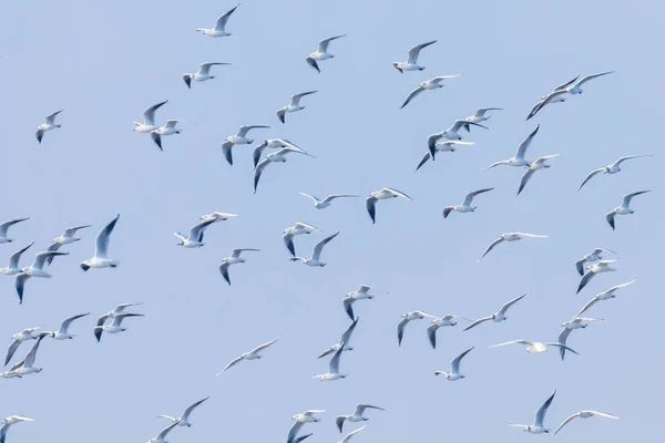 Möwen fliegen, Möwenschwärme im Flug — Stockfoto