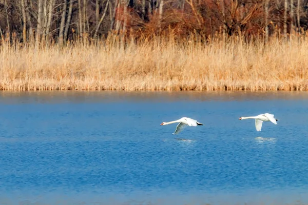 Pareja de cisnes volando sobre el agua, reflejo del agua — Foto de Stock