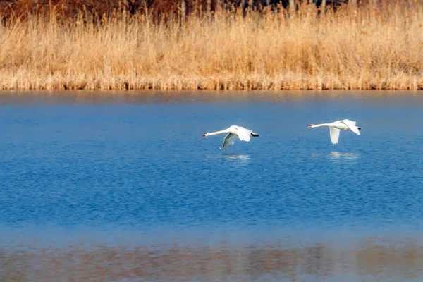 Pareja de cisnes volando sobre el agua, reflejo del agua — Foto de Stock