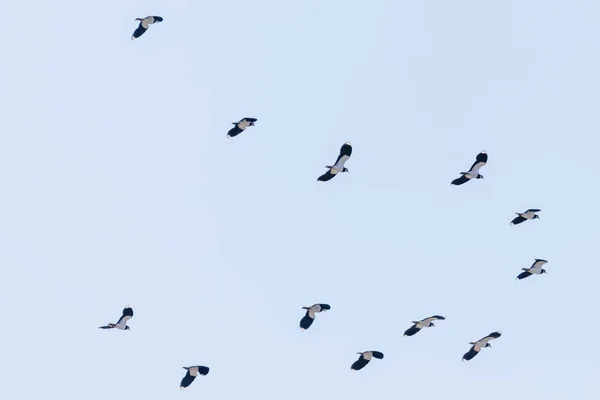 Northern Lapwing flock in flight (Vanellus vanellus) sunset — Stock Photo, Image