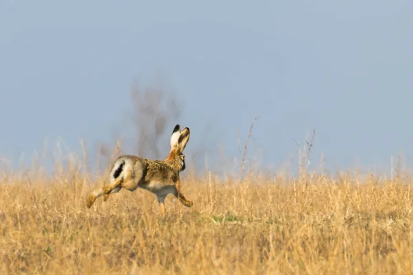 Lebre castanha europeia (Lepus europeaus) correndo em campo Primavera ti — Fotografia de Stock