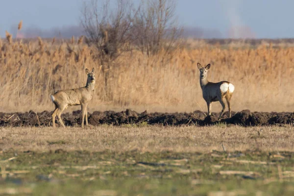 Wild roe deer in a field, spring time — Stock Photo, Image