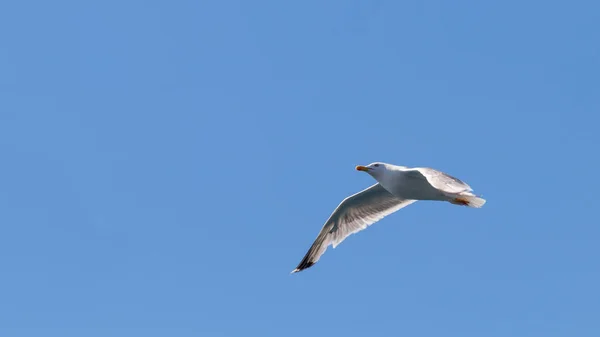 Gran gaviota negra en vuelo sobre el mar — Foto de Stock