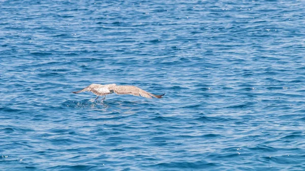 海の上の飛行で若いカモメを閉じます — ストック写真