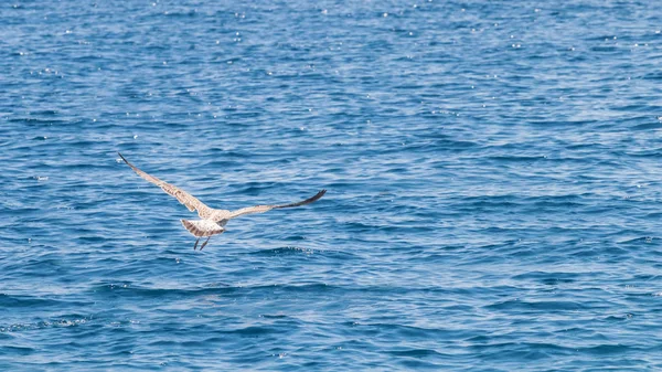 Fiatal sirály repül a tenger felett — Stock Fotó