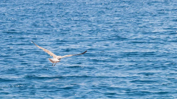 Gaivota jovem em voo sobre o mar Close up — Fotografia de Stock