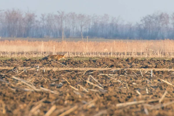 Vörös róka séta átmenő a mezőben tavaszi reggelen (Vulpes vulpes) — Stock Fotó