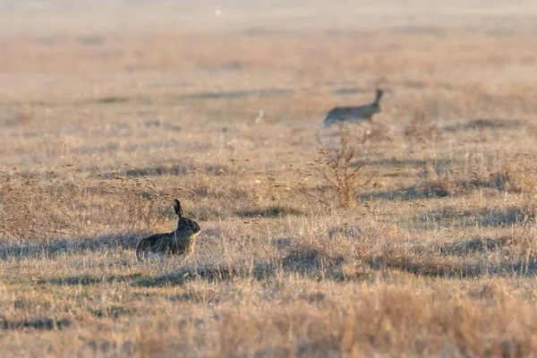 European Brown Hare (Lepus europeaus) hiding in field spring tim — Stock Photo, Image