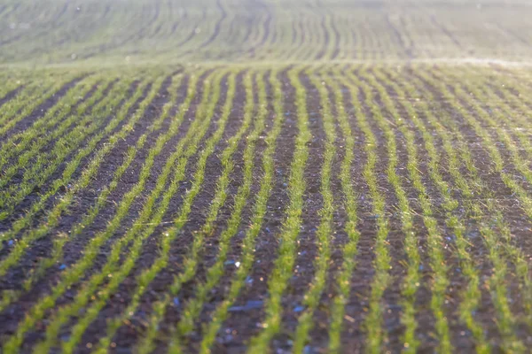 Grüne Felder mit jungen Sprossen bei Sonnenaufgang Spinnennetz auf einem grünen — Stockfoto