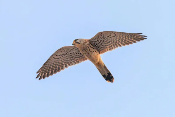 Torenvalk (Falco tinnunculus). Torenvalk in vlucht — Stockfoto