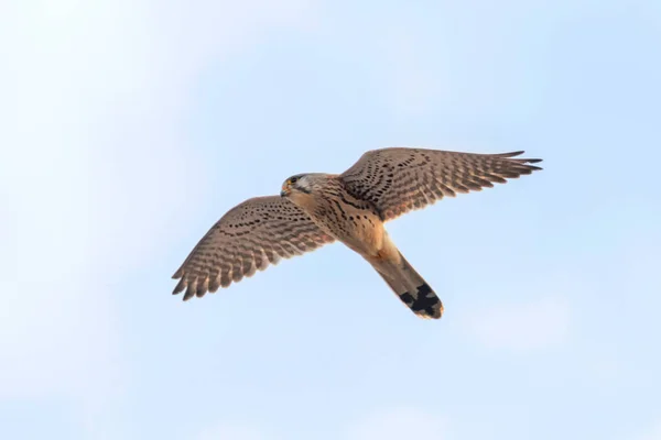 Kestrel común (Falco tinnunculus). Cernícalo común en vuelo —  Fotos de Stock