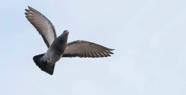 Piccione in volo da vicino, cielo blu — Foto Stock