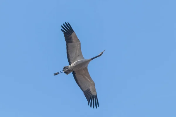 Trana i flyg blue skies (Grus grus) migration — Stockfoto