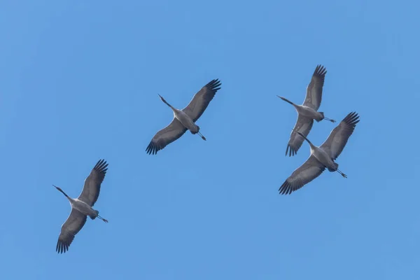 Bayağı turna uçuş mavi gökyüzü (Grus grus) geçiş — Stok fotoğraf